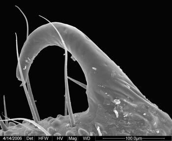 Media type: image;   Invertebrate Zoology 133769